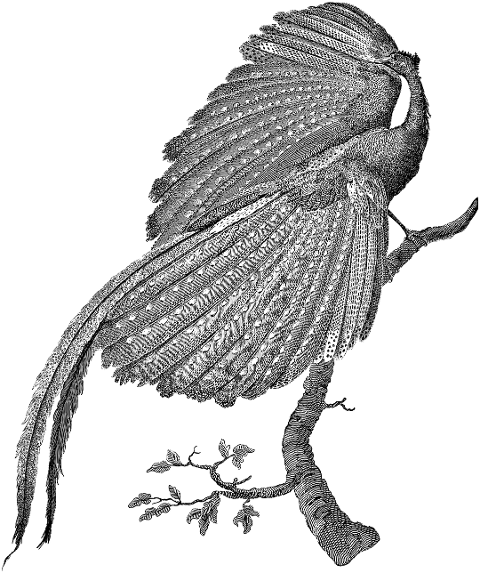 argus-pheasant-pheasant-bird-animal-7411135