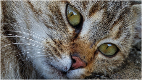 cat-face-animal-portrait-pet-eyes-6043855